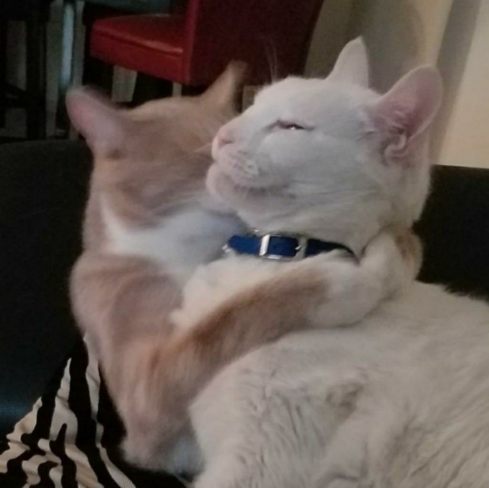 Baci & Melo